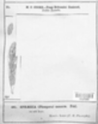 Stemphylium vesicarium image